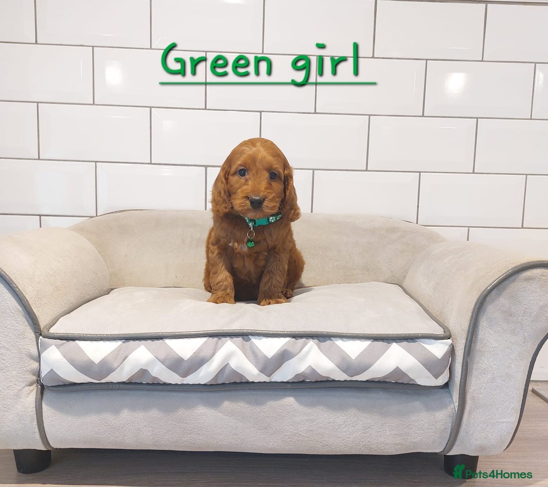 Cockapoo dogs for sale: F1 Cockapoo puppies - Advert 11