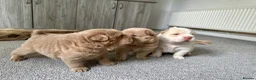 Shar Pei dogs for stud: Choc and tan top quality Sharpei stud  - Advert 23