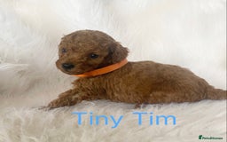 Miniature Poodle dogs for sale: Gorgeous Red Minature Poodles Puppies  - Image 23