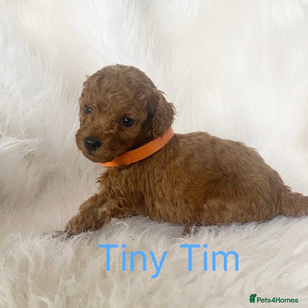 Miniature Poodle dogs for sale: Gorgeous Red Minature Poodles Puppies  - Image 23