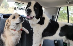 Mixed Breed dogs for adoption: Mecho, 1.5-2 yrs old. Available for adoption. - Image 4