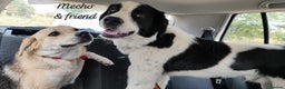 Mixed Breed dogs for adoption: Mecho, 1.5-2 yrs old. Available for adoption. - Advert 5