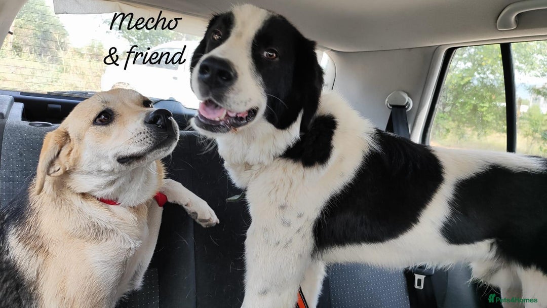 Mixed Breed dogs for adoption: Mecho, 1.5-2 yrs old. Available for adoption. - Image 4