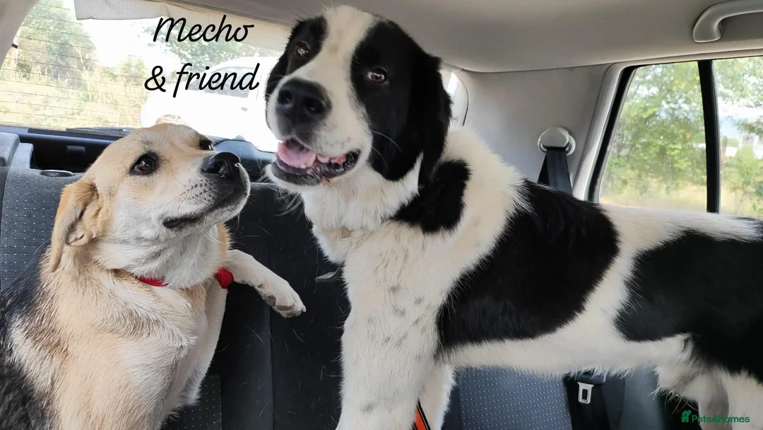 Mixed Breed dogs for adoption: Mecho, 1.5-2 yrs old. I adopted . - Advert 11