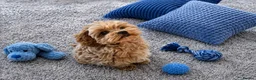 Maltipoo dogs for sale: Tiny Asian Maltipoo. DNA tested parents. - Advert 8
