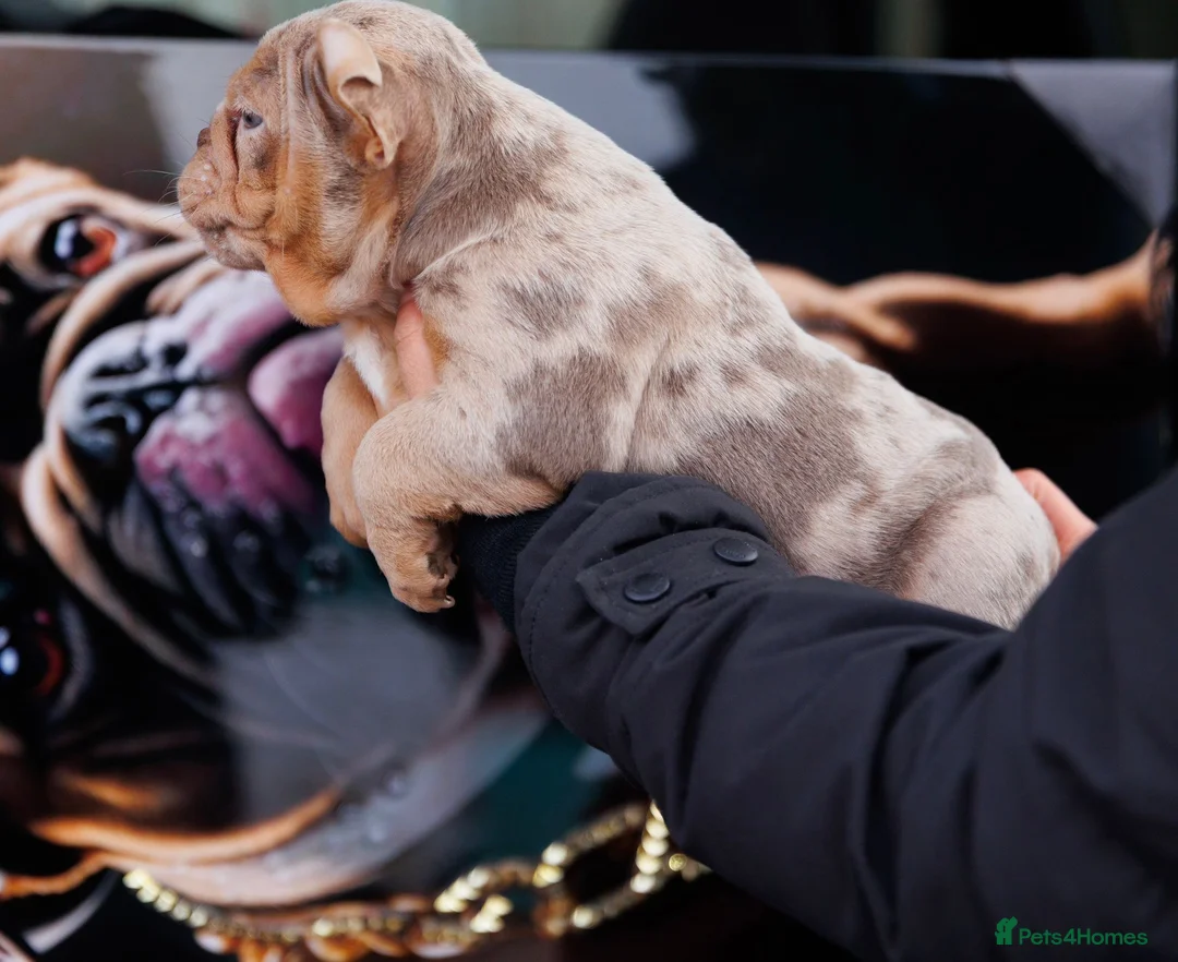 English Bulldog dogs for sale: ENGLISH BULLDOGS MERLE EPIC BULLYZ LILAC  - Advert 6