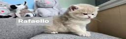 British Shorthair cats for sale: Pedigree golden British shorthair  - Advert 6