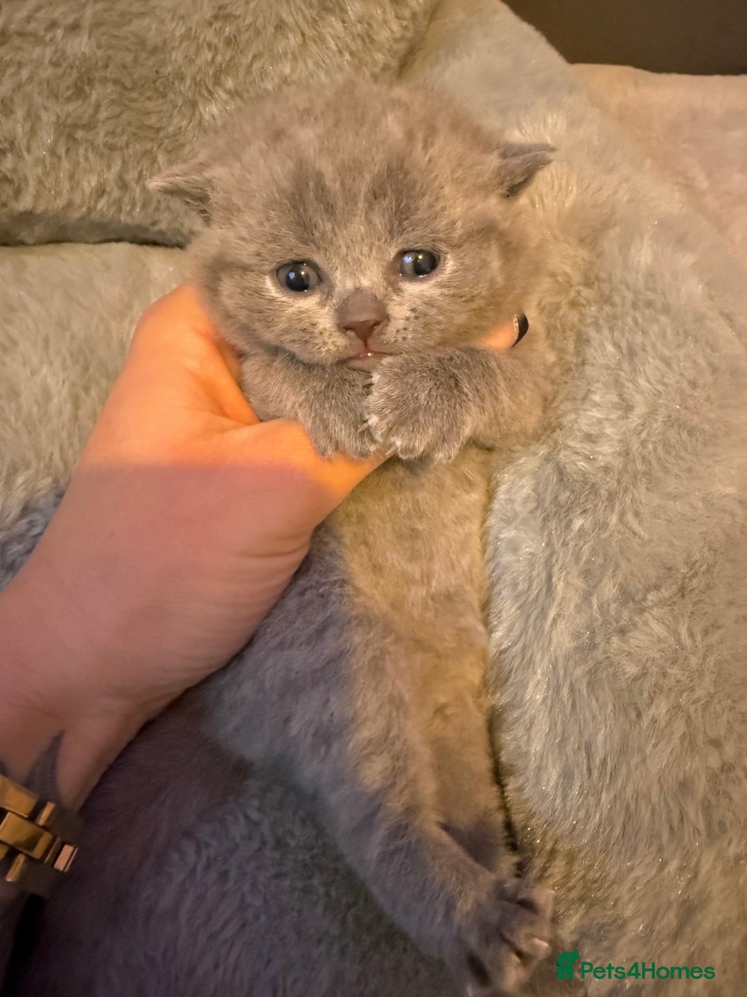 British Shorthair cats for sale: ✨British Shorthair GCCF 5 generation Pedigree✨ - Advert 21