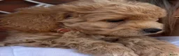 Cavapoochon dogs for sale: Lovely puppies looking for good home  - Advert 27