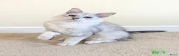 Maine Coon cats for sale: GCCF Shaded Maine Coon Kittens  - Advert 1