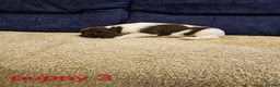 English Springer Spaniel dogs for sale: 4 KC Springer Spaniel Puppies docked & dew claws - Advert 7