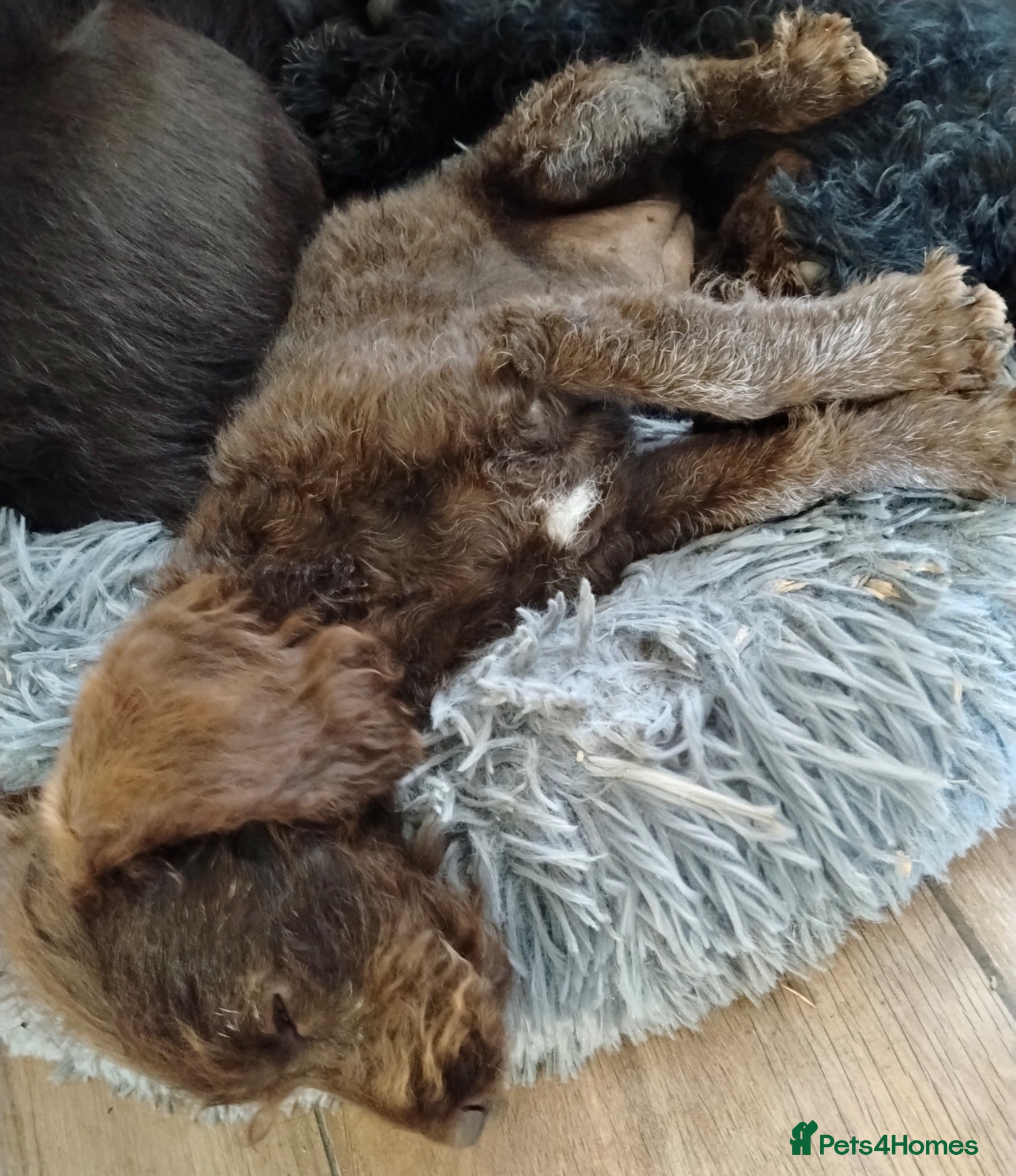 Labradoodle dogs Last Beautiful miniature Labradoodle puppies - Advert 17