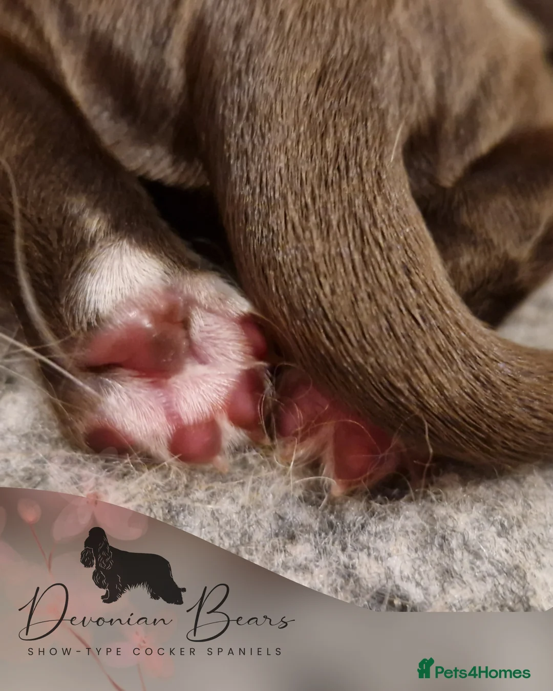 Cocker Spaniel dogs for sale: FULLY Health tested English Cocker Spaniel puppies - Advert 10