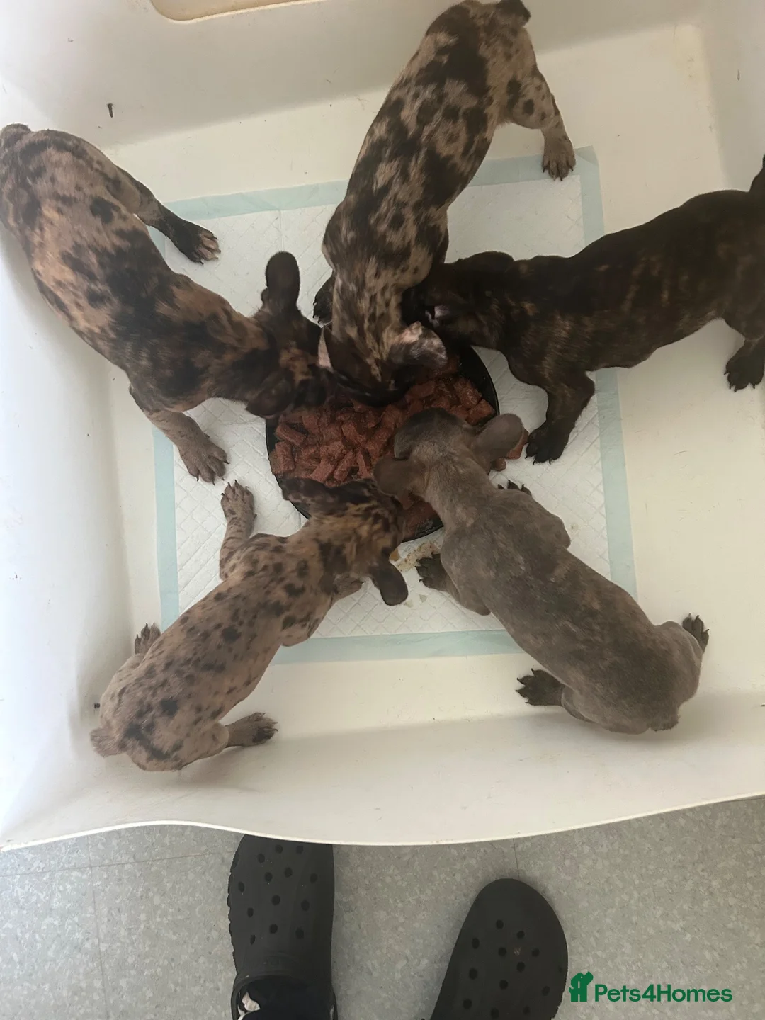 French Bulldog dogs for sale: French bulldogs for sale  - Advert 11