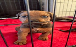 Mixed Breed dogs for sale: Beautiful Puppies For Sale!!! - Image 14