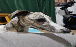 Whippet dogs for sale: Adorable KC reg Whippet Puppies - Image 9
