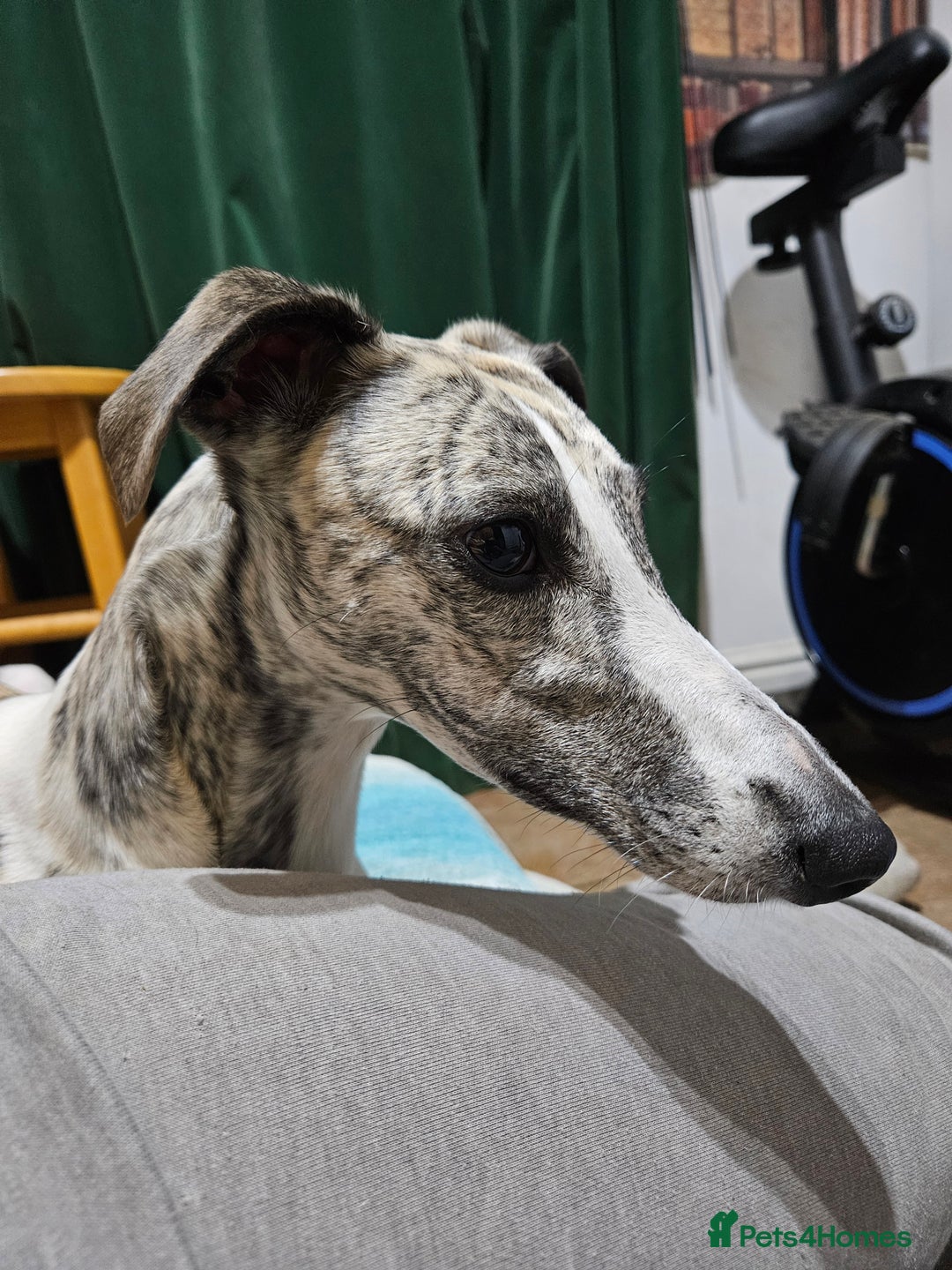 Whippet dogs for sale: Adorable KC reg Whippet Puppies - Image 9