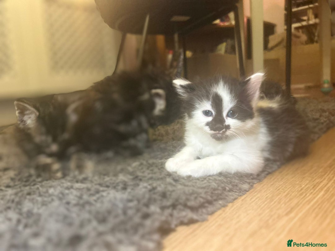 Mixed Breed cats for sale: Soft, Sweet, and Full of Fun…. - Advert 25