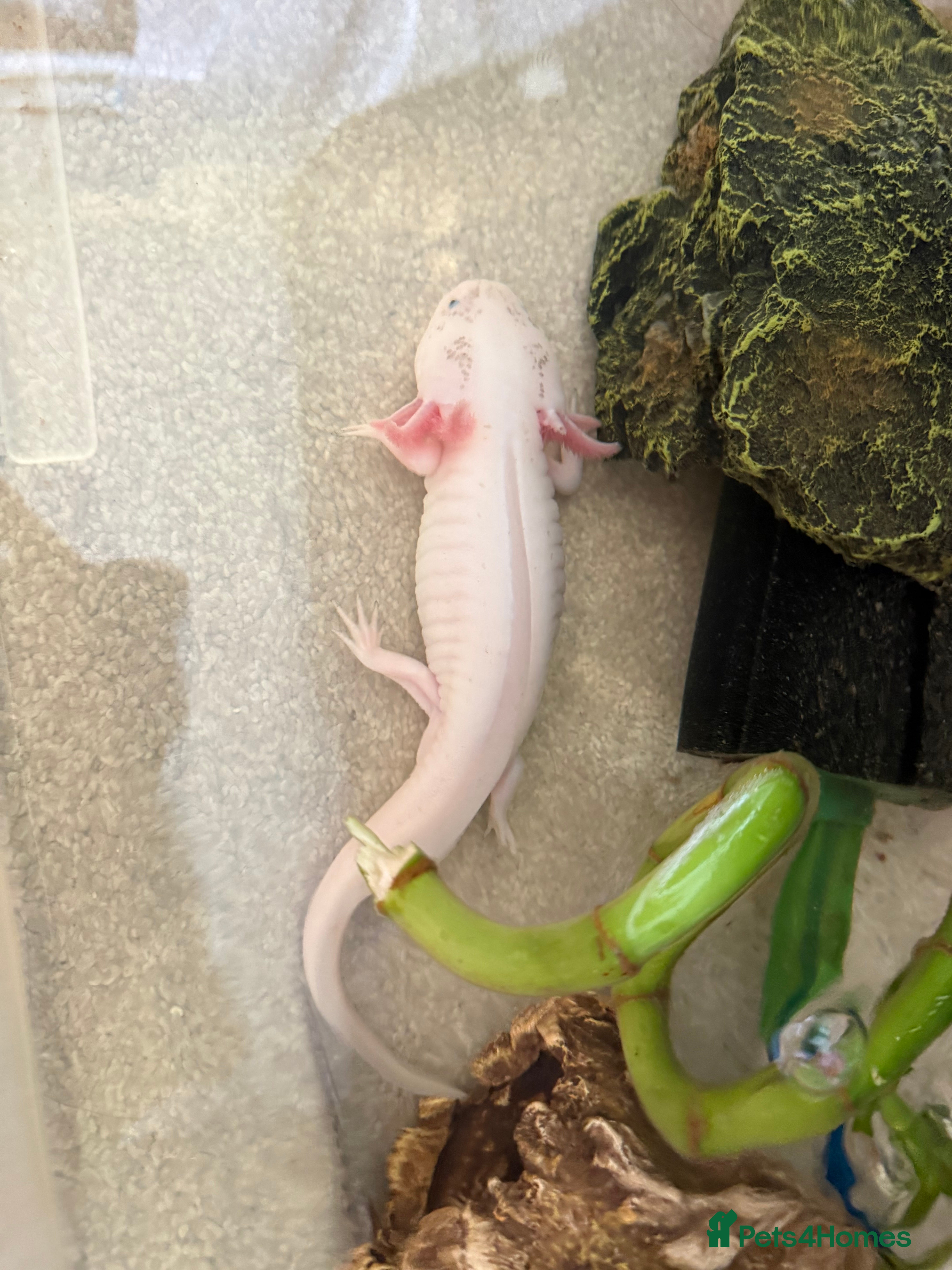 Angelfish fish axolotls  - Advert 15