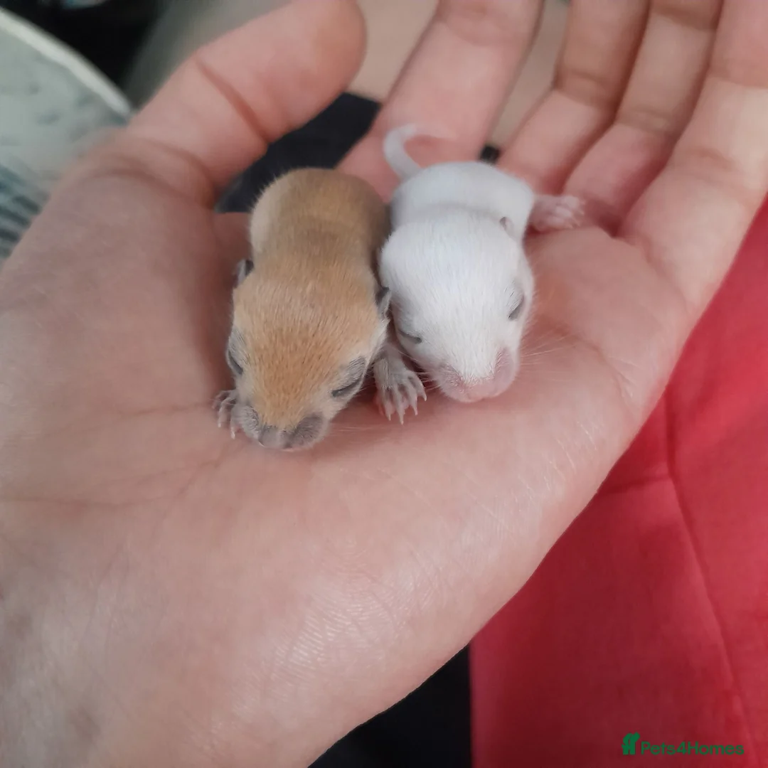 Gerbil rodents for sale: 2 male gerbils for reservation only!! in London - Advert 2