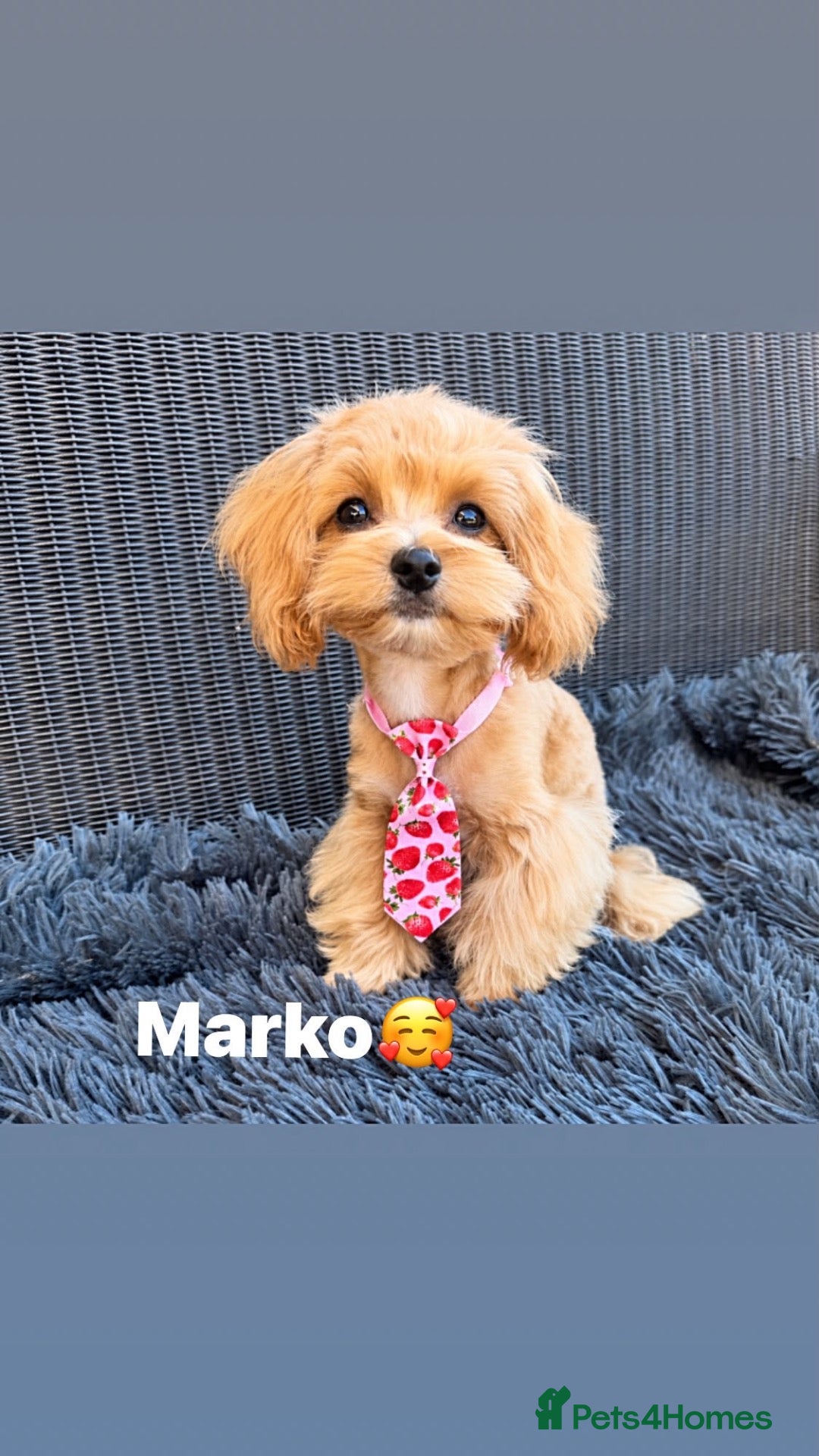 Maltipoo dogs Exceptional F1 Asian Maltipoo puppies - Advert 4