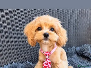 Maltipoo dogs Exceptional F1 Asian Maltipoo puppies - Advert 4