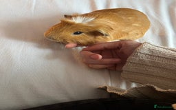 Guinea Pig rodents for sale: 2x male Guinea pigs for sale - Image 2