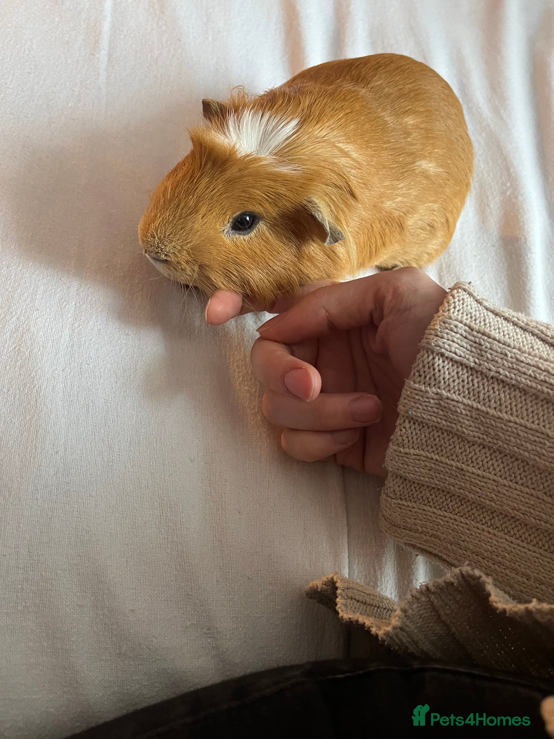 Guinea Pig rodents for sale: 2x male Guinea pigs for sale - Image 2