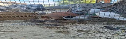 Turkeys poultry for sale: Turkey poults  in Llanymynech - Advert 5