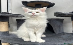 Maine Coon cats for sale: Pedigree TICA Reg Mine coon kittens  - Image 12