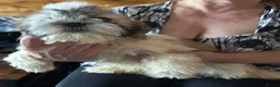 Shih Tzu dogs for sale: Shih Tzu puppy  - Advert 17