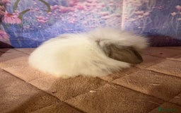 Mini Lion Lop rabbits for sale: Double mane lionlops vaccinated ready 21st Dec - Advert 4