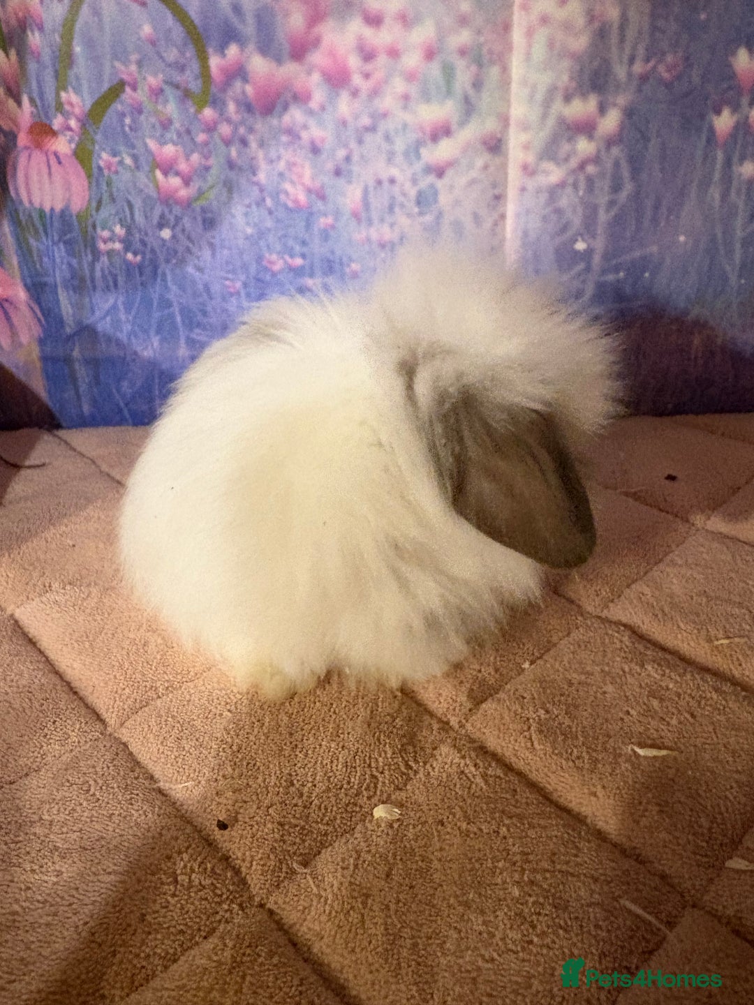 Mini Lion Lop rabbits for sale: Double mane lionlops vaccinated ready 21st Dec - Advert 4