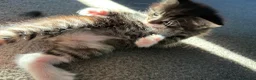 Mixed Breed cats for sale: 3 kittens for sale  - Advert 20