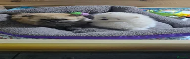 Pomeranian Puppy 2