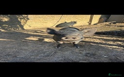 Pig livestock for sale: 2 male pigs for sale - Image 4