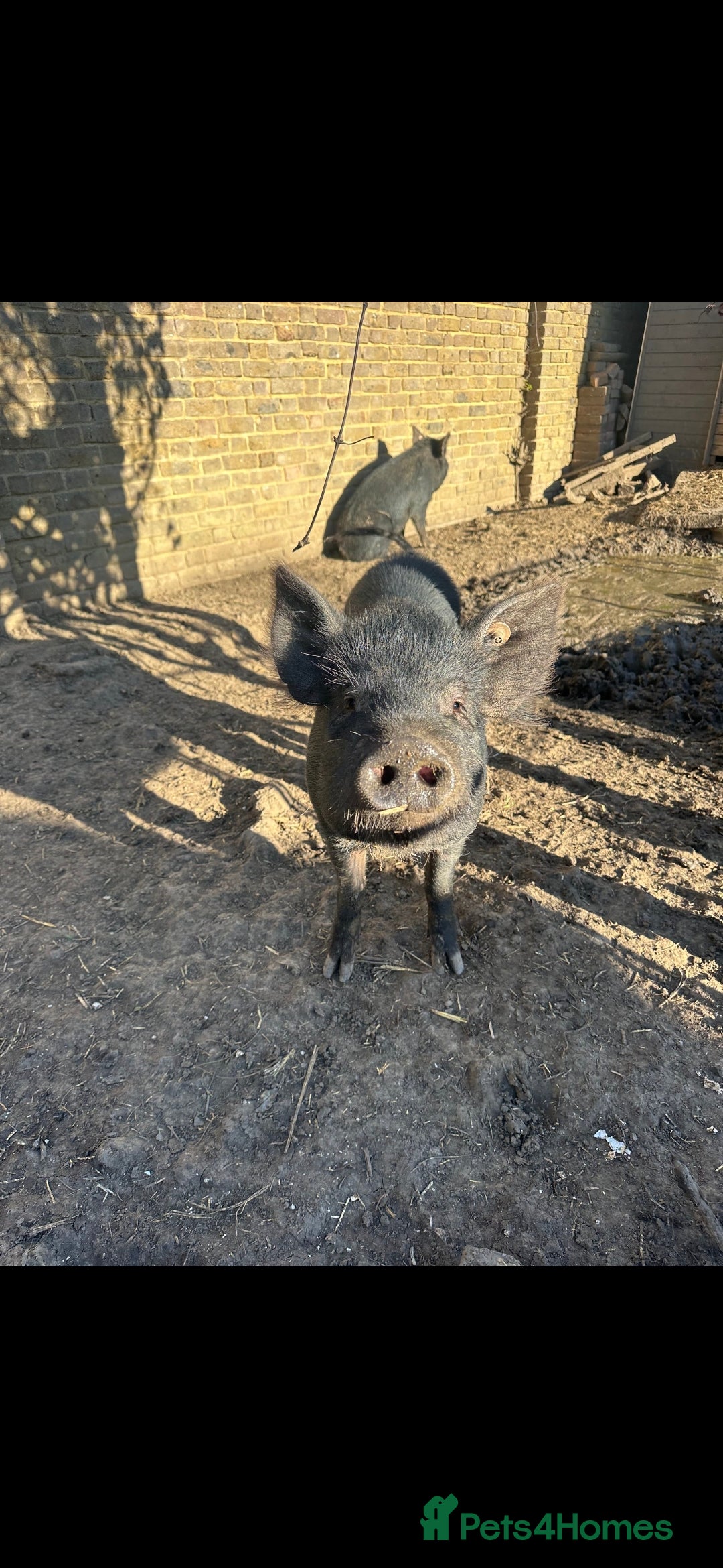Pig livestock for sale: 2 male pigs for sale - Image 4