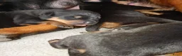 Rottweiler dogs for sale: Chunky full rottie pups  - Advert 16