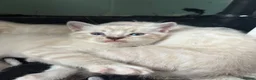 Mixed Breed cats for sale: Bengal cross ragdoll kittens - Advert 15