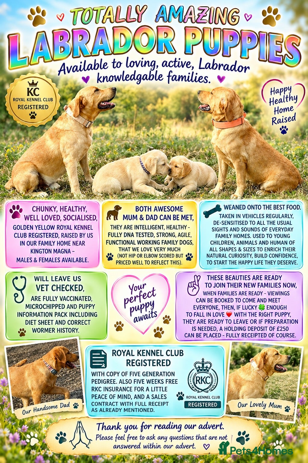 Labrador Retriever dogs RKC REG’D GOLDEN YELLOW BEAUTIFUL LAB PUPS - Advert 1