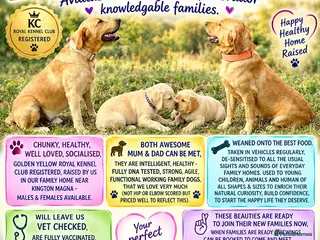 Labrador Retriever dogs RKC REG’D GOLDEN YELLOW BEAUTIFUL LAB PUPS - Advert 1