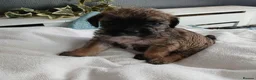 Mixed Breed dogs for sale: Two Beautiful Frenchie Poo Girls - Advert 13