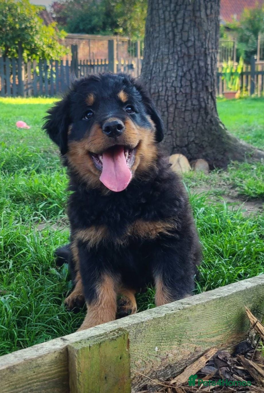 Rottweiler dogs Long Haired Fluffy Rottie Pups. Full Health Tested - Advert 2