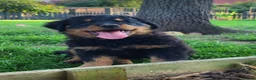 Rottweiler dogs for sale: Long Haired Fluffy Rottie Pups. Full Health Tested - Advert 2