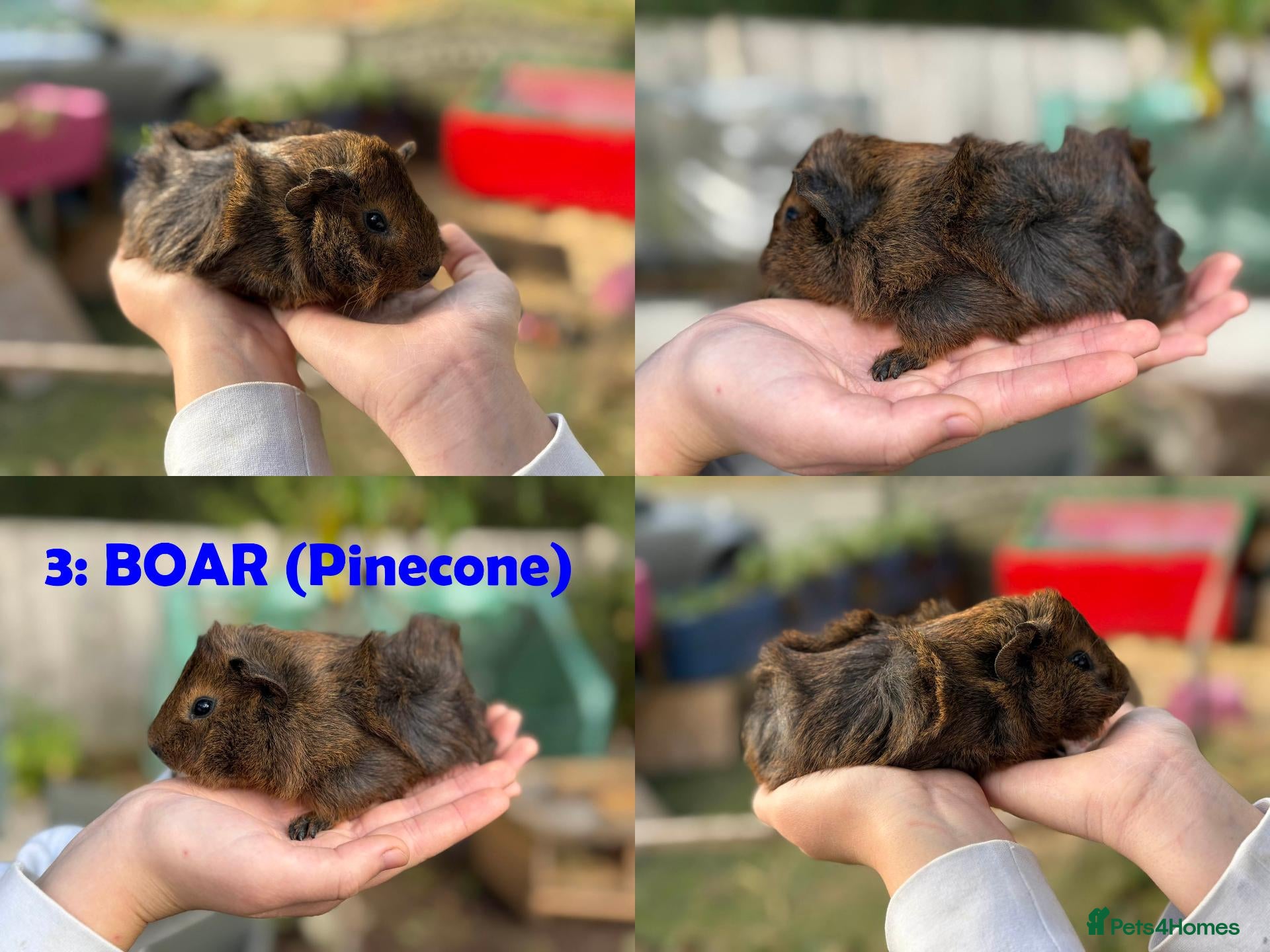 Guinea Pig rodents Guinea Pigs - Ready Now - Advert 2