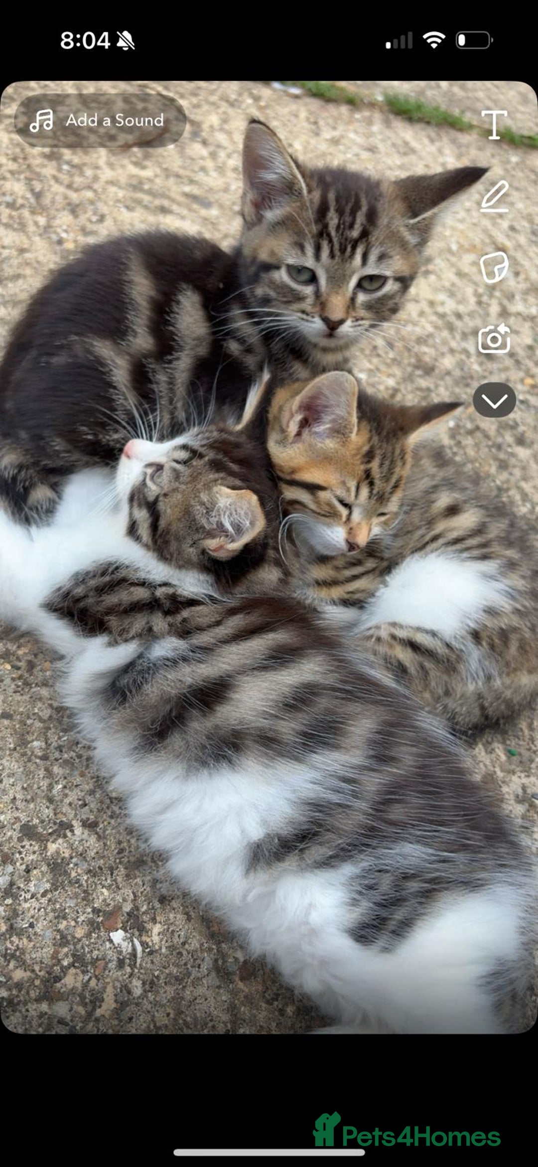 Siberian cats for sale: Siberian mix - Image 6