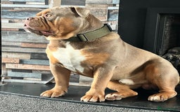 Olde English Bulldogge dogs for stud: 💥olde English bulldog stud💥 - Image 6