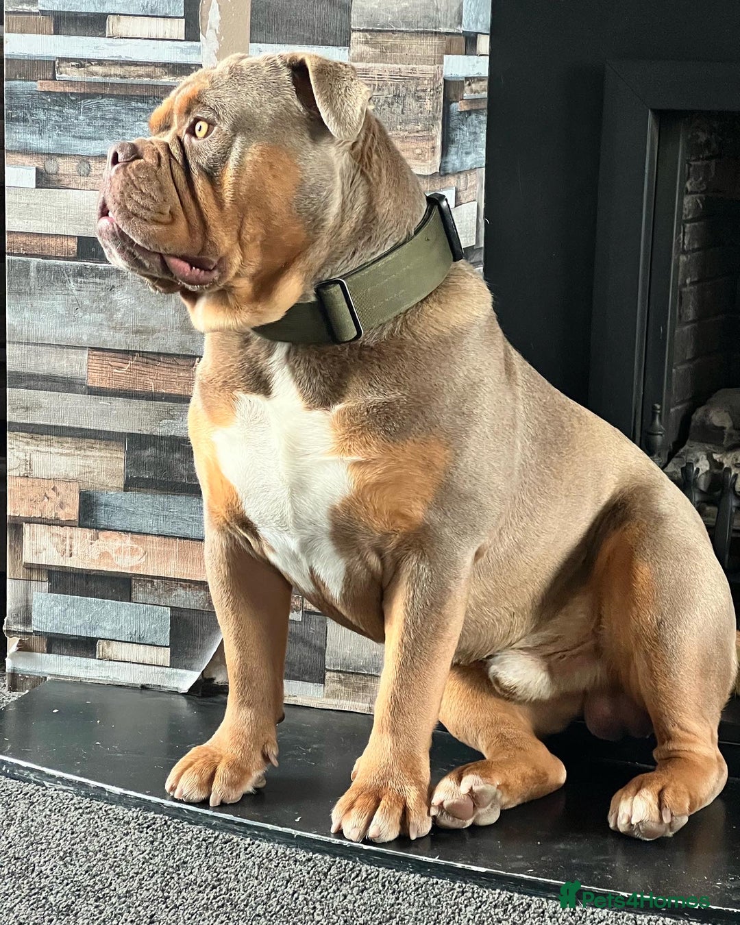 Olde English Bulldogge dogs for stud: 💥olde English bulldog stud💥 - Image 6