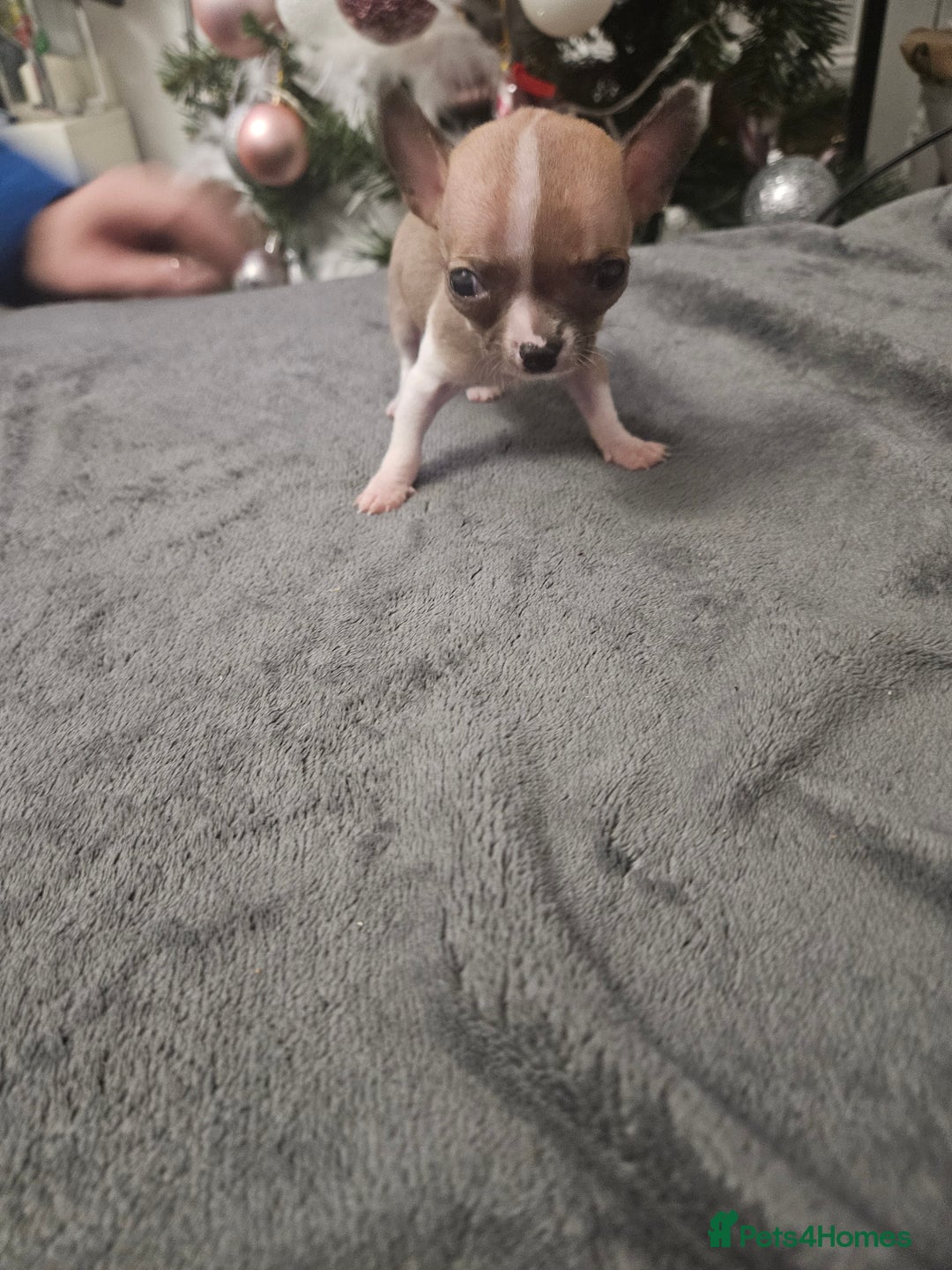 Chihuahua dogs for sale: Adorable Chihuahuas - Advert 15