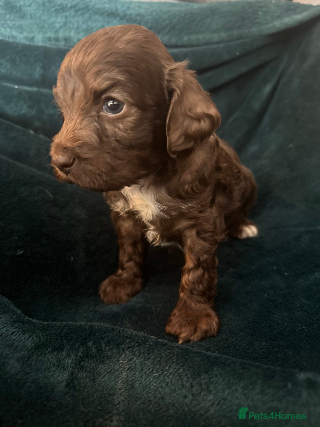 Cute Cockapoos Cockapoo With Docked Tail Poodle Cavapoo Ginger
